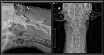 Case report: Surgical removal of an intradural and intramedullary brainstem foreign body in a young German Shepherd